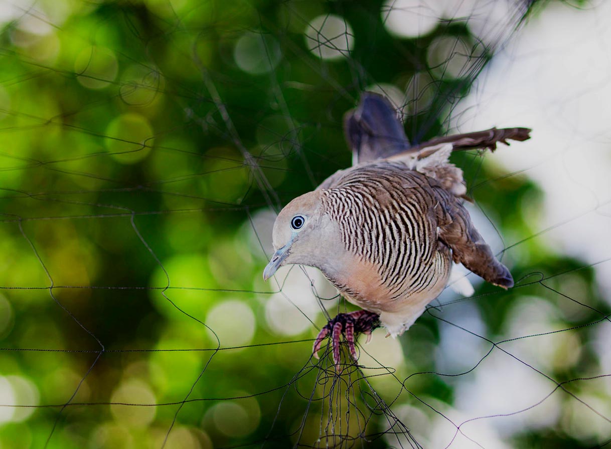 Bird Netting The Most Quality Bird Prevention Method