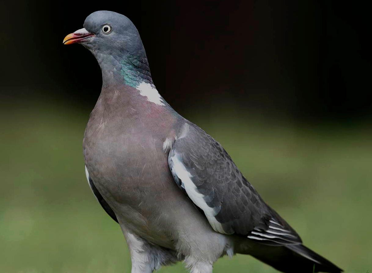 How you can control pigeons in Sydney